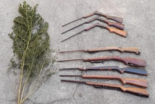 Polícia Militar apreende oito espingardas e destrói pés de maconha na zona rural de Campo Formoso (BA)